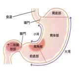胃部Ⅹ線検査