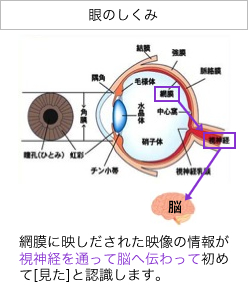眼のしくみ